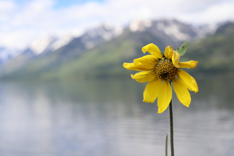 Photograph - Sunflower